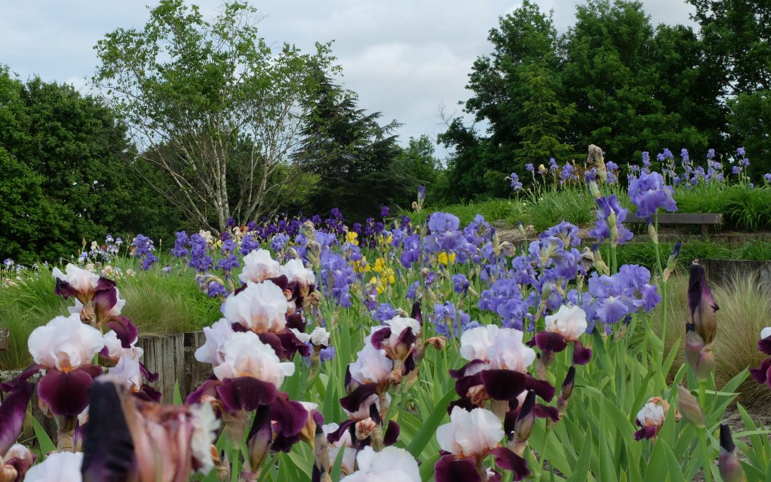 Adieu les iris, bonjour les fruits du verger, vaches chèvres et moutons