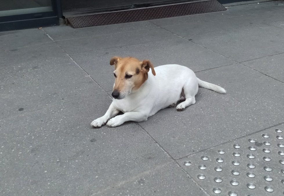 La mascotte du New York